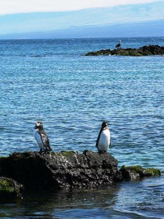  Pingüinos, Islas Galápagos